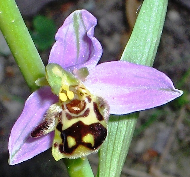 Ophrys apifera   ... in città!!